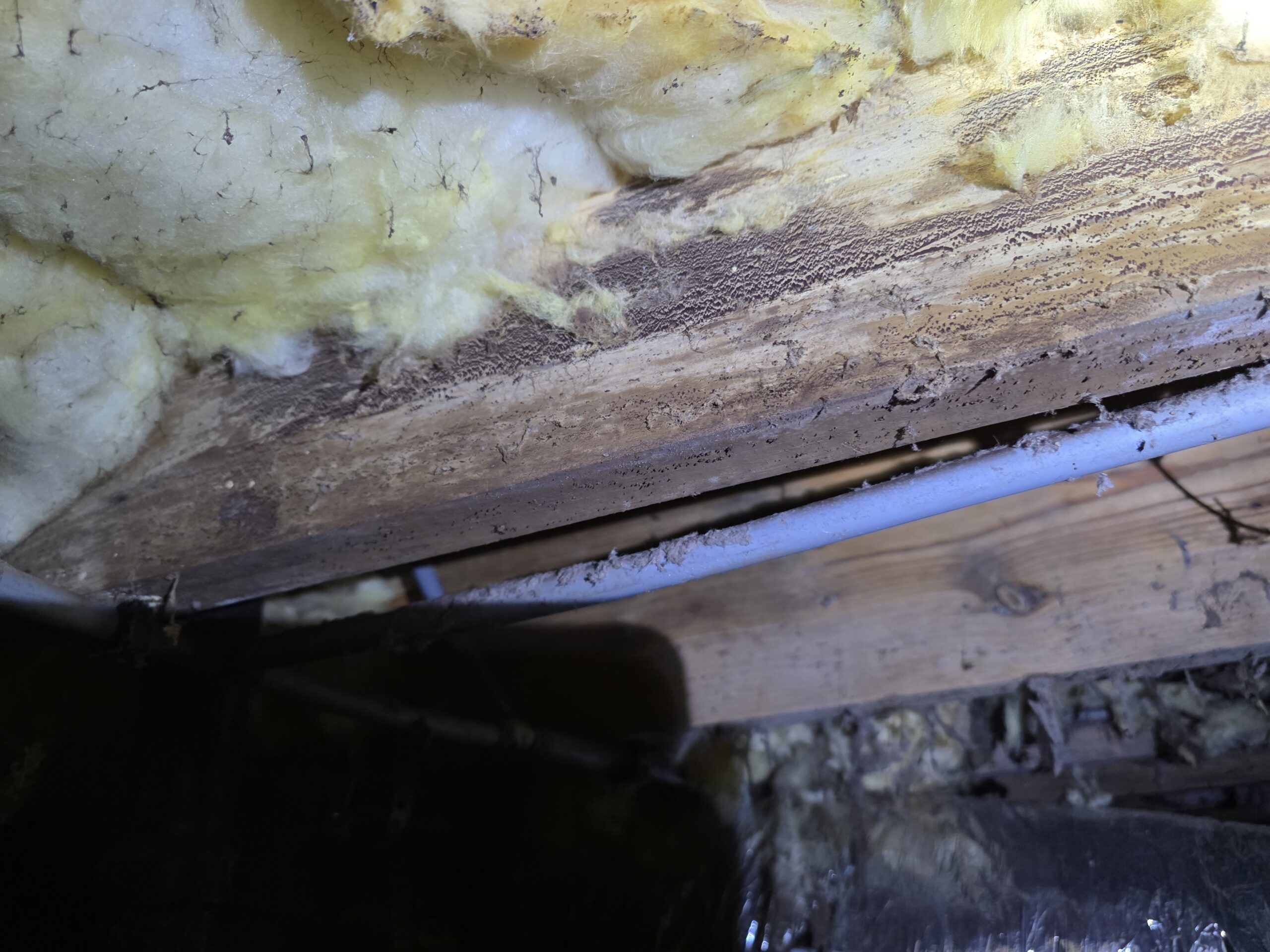 A close-up view of wooden beams and yellow insulation in a dimly lit crawl space, with several pipes running underneath the beams—an ideal setting for mold and mildew remediation needs.